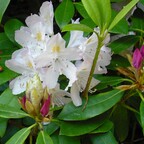 Rhododendronblüte