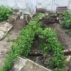 Erholter Pfirsischbaum, Blumen, Unkaut, Stechpalme - Ex-Hühnerstall am 2.Mai 2015