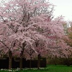Kirschbaumblüten Romantik
