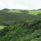 Wunderschöne grüne Landschaft - Wollacombe