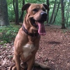 Samson bei Alemannia im Wald