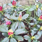 Rhododendron am 2.Mai 2015