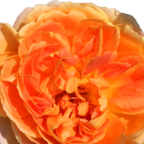 Mother's Day Rose - Muttertag-Rose