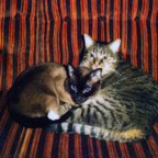 Katzen - Klopsi und Jogo
