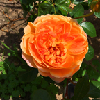 Pat Austin AUSmum - English Rose