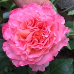 Edelrose - Augusta Luise - 2015