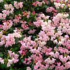 Rosa Rhododendron