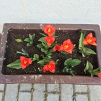 Tulpen im Blumenkübel