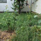 Kartoffelpflanzen - Aprikosenbaum - Mirabellenbaum