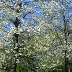 Traumhafte und wunderschöne Baumblüten