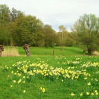 Narzissen und Osterglocken Wiese