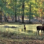 Rehe-Spandauer Forst