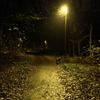Herbstlichter - Königstädten - Autumn Lights - 2013 - Viehtrift - Wald 6
