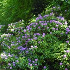 Rhododendronblüten Allee