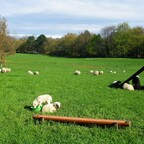 Schafe und süße Lämmchen im Britzer Garten