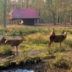 Spandauer Forst - Rehe