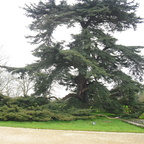 Lacock Abbey - Wunderschöne, uralte Bäume im Park
