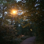 Frühlingslichter - Königstädten - Spring Lights - 2014 - Viehtrift - Wald