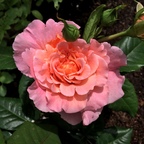 Edelrose - Augusta Luise - Duft-Edelrose mit Blüte