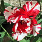 Blumenpracht Rot-Weiss