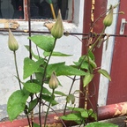 Clematis am 2.Mai 2015