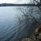 Hegbachsee Nauheim - Niederwaldsee Gross-Gerau mit Hund Samson