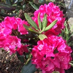 Rhododendron zu Pfingsten 2015