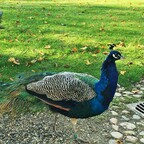 Schöner Pfau