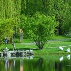 Schwäne -  Chinesicher Garten