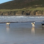 Hunde am Strand - Saunton Beach
