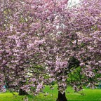 Blühende japanische Kirschbäume - Marzahner Gärten